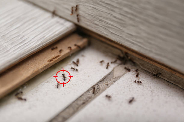 Best Residential Pest Control  in Oak Ridge, TN