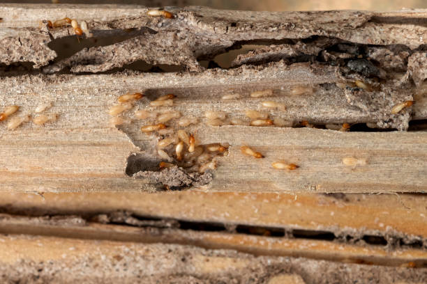 Best Pest Control Cost  in Oak Ridge, TN